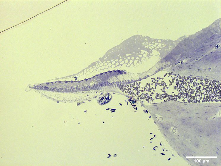 Hörselorganet hos en krokodil
