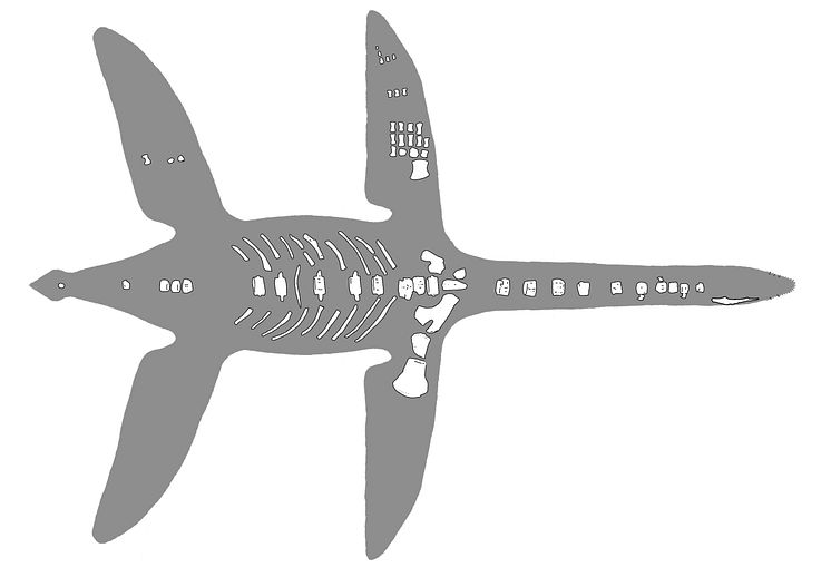 Reconstruction of Arminisaurus schuberti showing preserved bones.  Joschua Knüppe