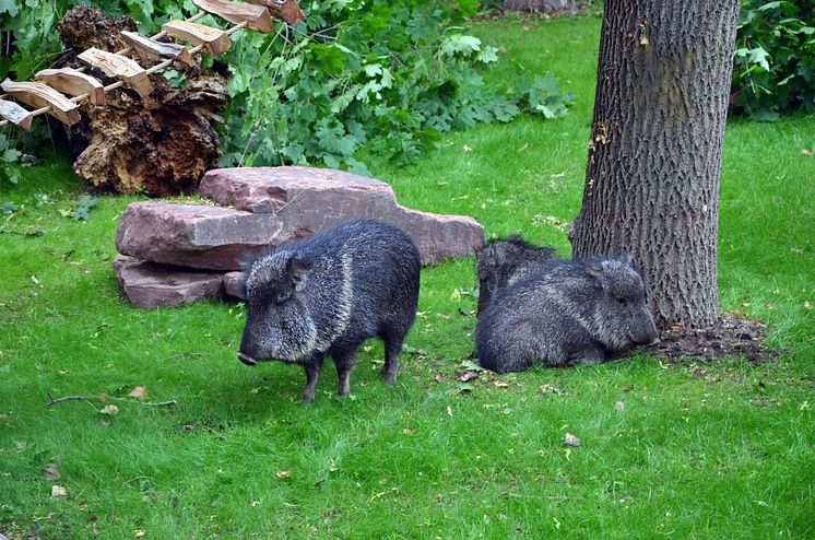 Zoo Leipzig - Pekaris