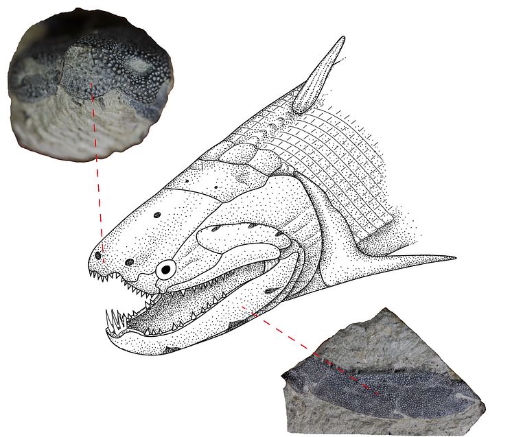 Rekonstruktion av Devonfisken Psarolepis