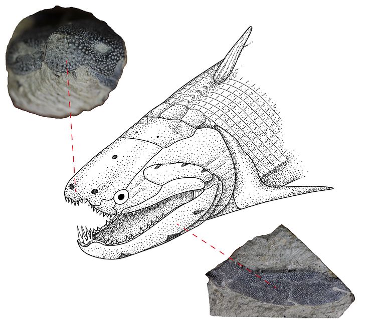 Reconstruction of the Devonian fish Psarolepis 