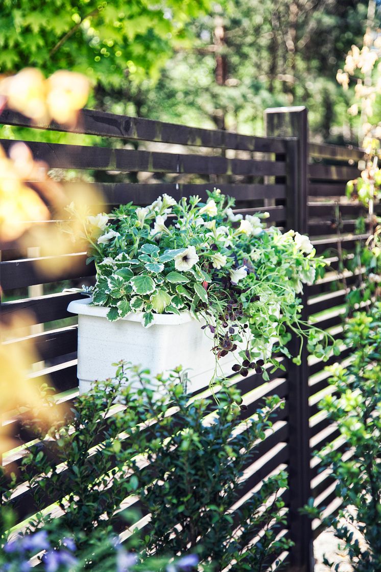 Petunia, lyckoklöver, jordreva, och alunrot. En stilfull plantering i grönt, vitt och svart!