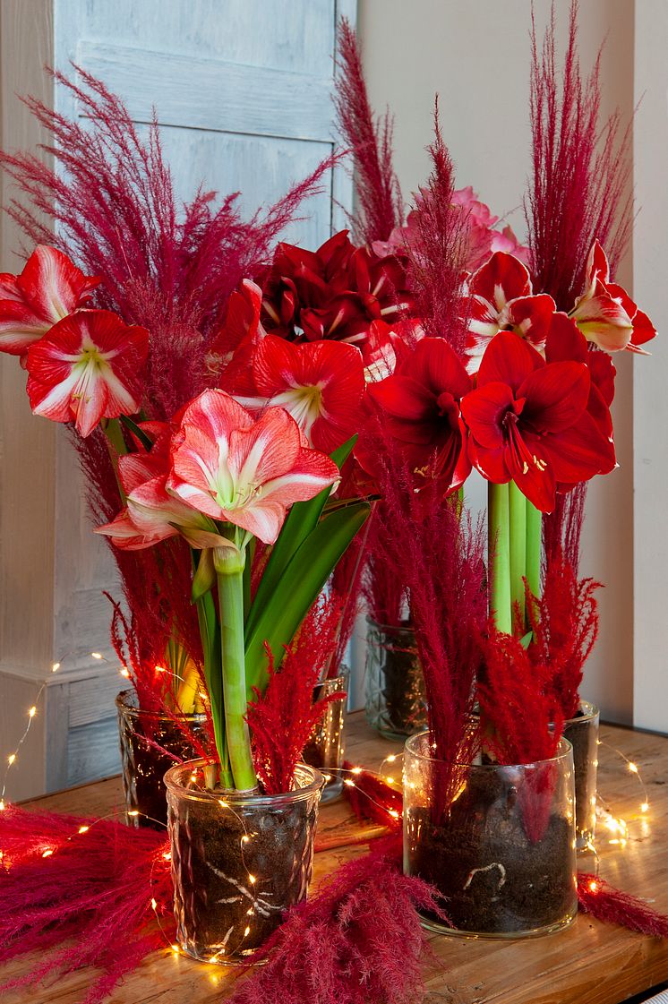 Amaryllis julen 2020