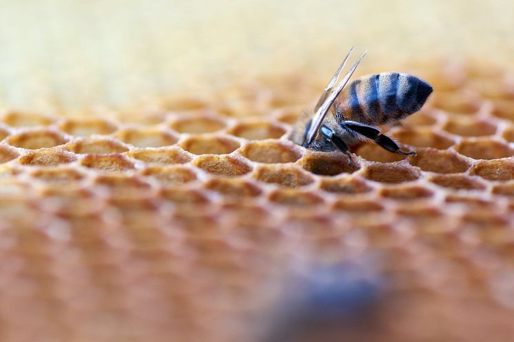 Bienenfest am NaturparkHaus - Bienenwabe