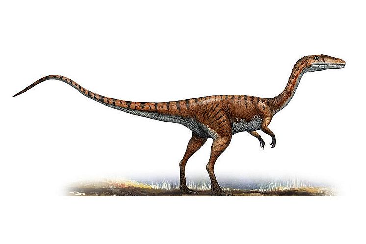 Coelophysis-Images (1)