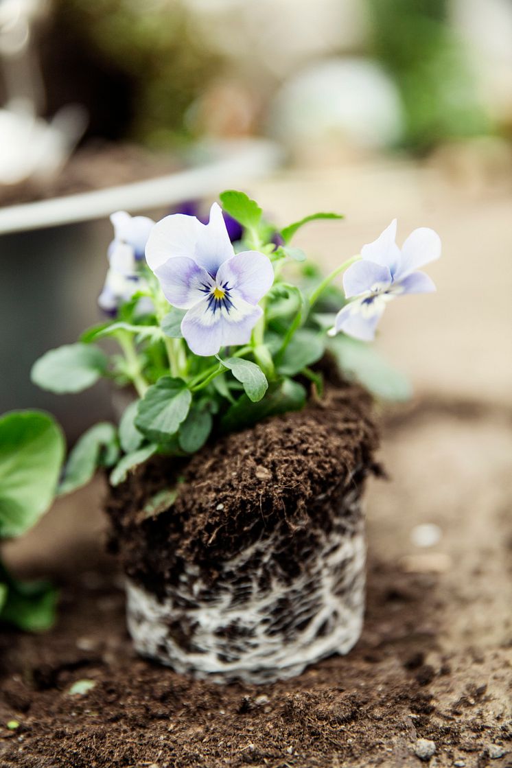 Blomsterlandet vår