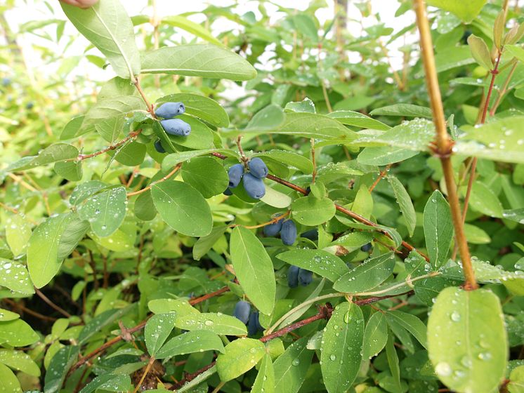 Blåbärstry, Lonicera caerulea var. kamtschatica Kalinka®