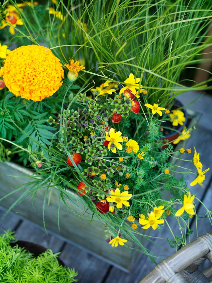 Tropikerna - färgglada blommor. 