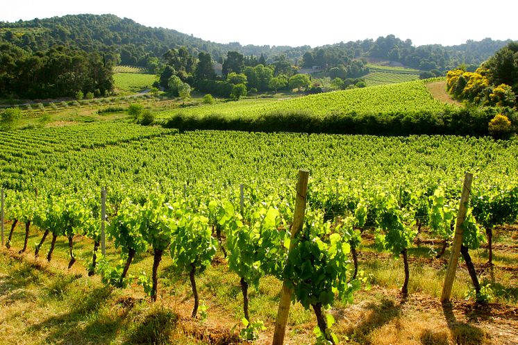 Languedoc - Sud de France