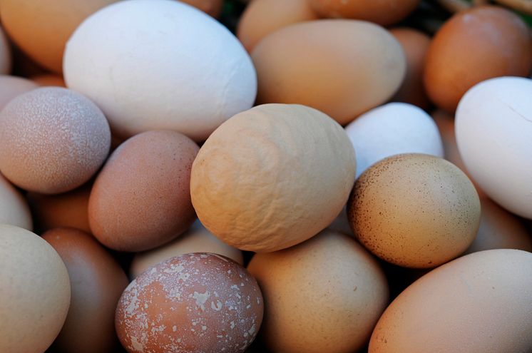 Mangfold egg fra Geitmyra matkultursenter. Foto: Kaarina Borud