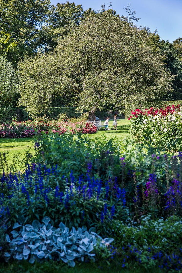 Dahlior och sommarblommor