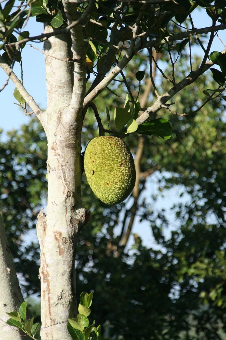 Fruktträd till Kambodja