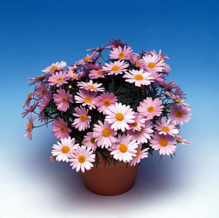 PLA® Daisy Crazy® Summit Pink