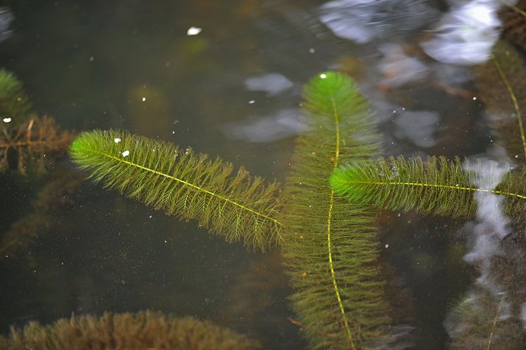 kamslinga-myriophyllum-heterophyllum--mikael-svensson