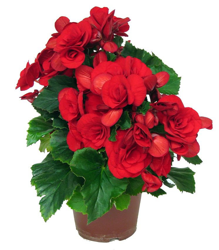 Lucka nr 3 - Röd Julbegonia i en Blomstrande Julkalender