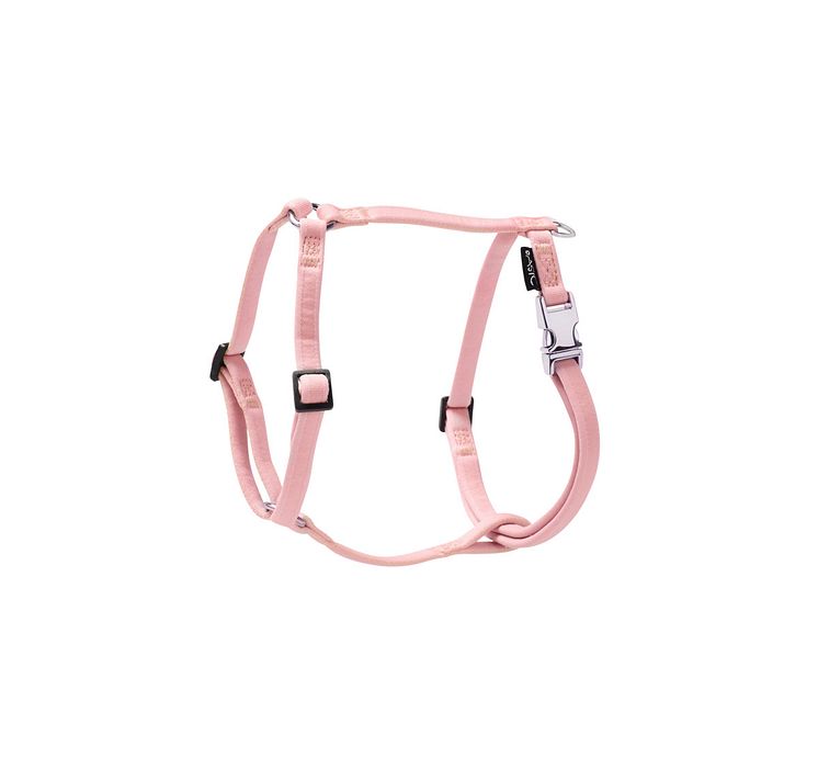 141858_Basic Sweet harness rose.jpg