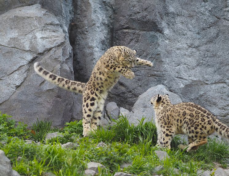 Zoo Leipzig - Schneeleoparden-Zwillinge beim Spielen