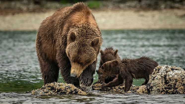Alaska_Katmai_NP_1920x1080.JPG