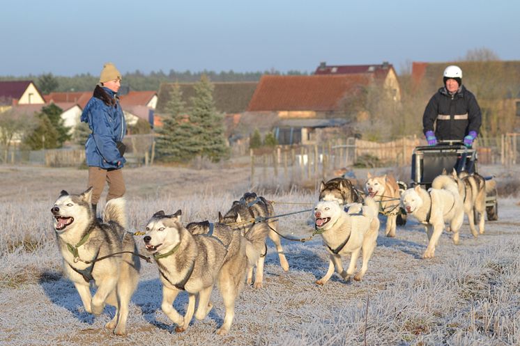 Hundeschlitten Kurs Frankendorf 