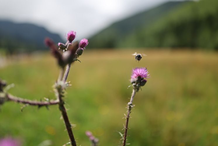Canon RF 24mm F1.4L VCM_Feature_Nature_Original_CINC_Sample_34[1].jpg