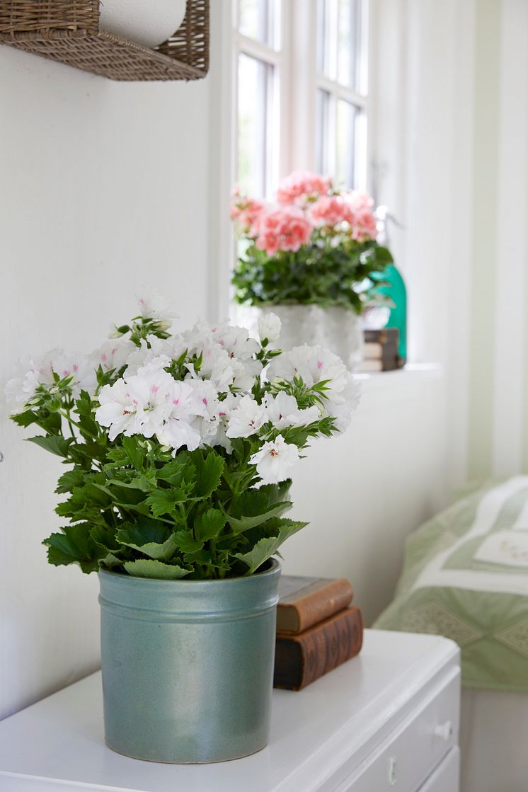 2020_Geraniums_1400__Indoor_Garden_02