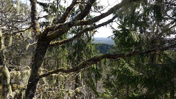 Naturreservatet Snappan