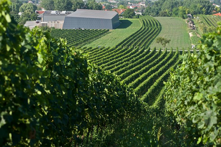 Salzberg vineyard