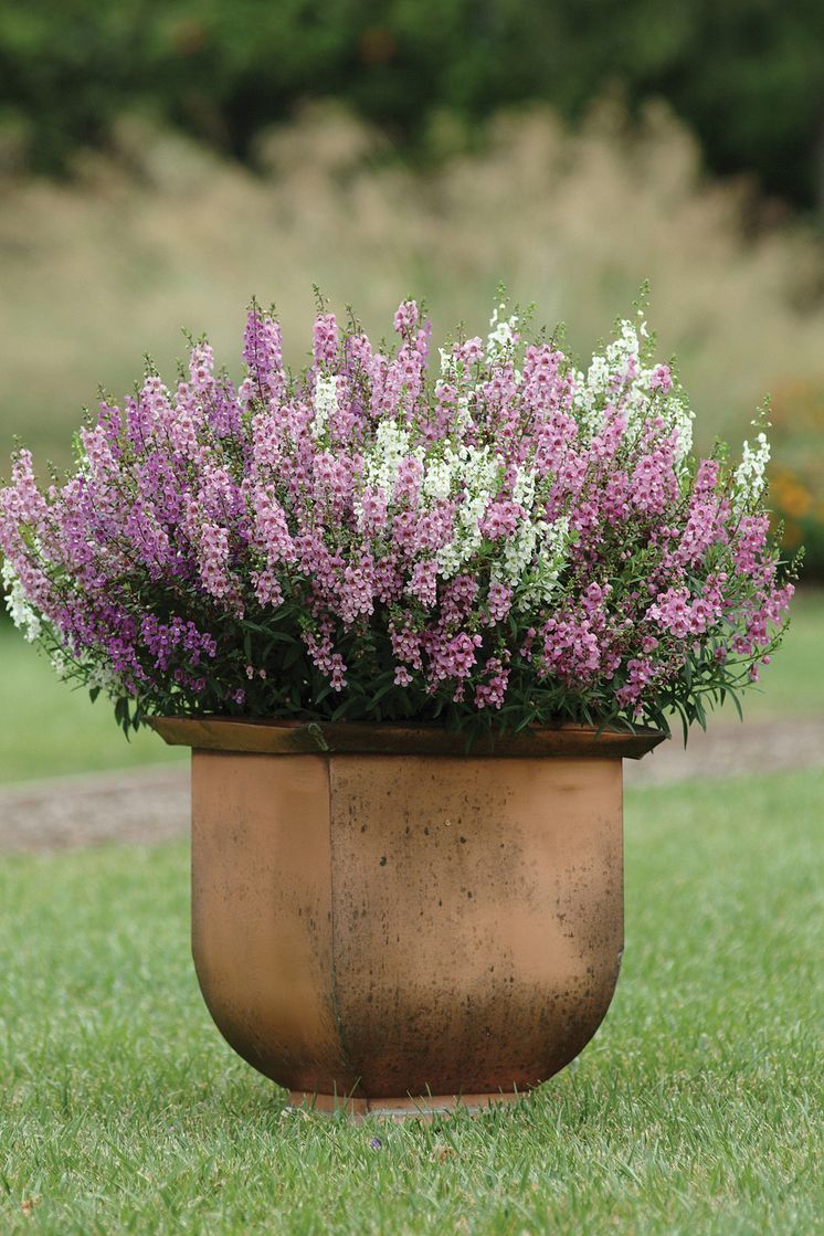 Angelonia i kruka