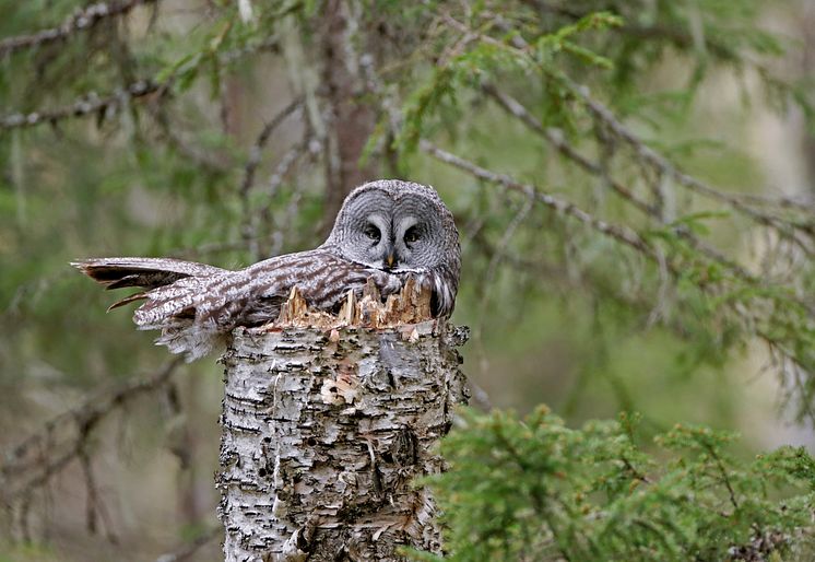 EOS 90D_MARKUS_VARESVUO_SAMPLE_Great Grey Owl _1206