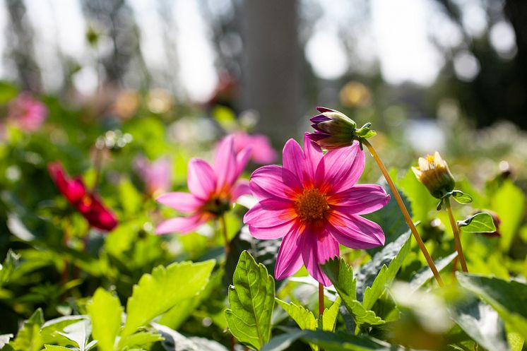 rosa dahlia