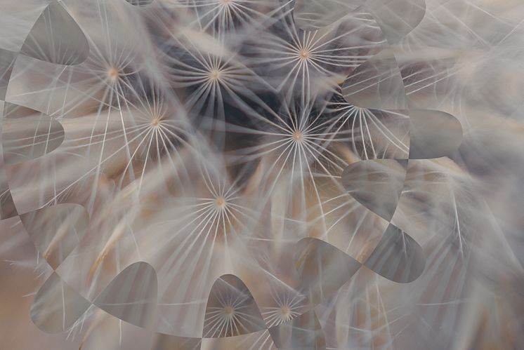 flower_img_pattern_1