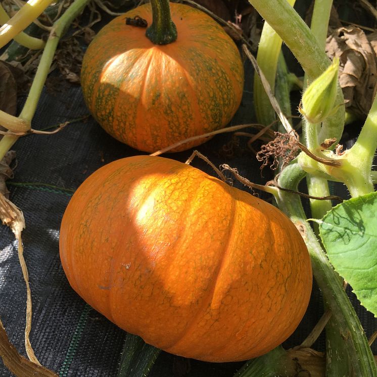 Hösten är härlig tid för olika sorters matpumpor.