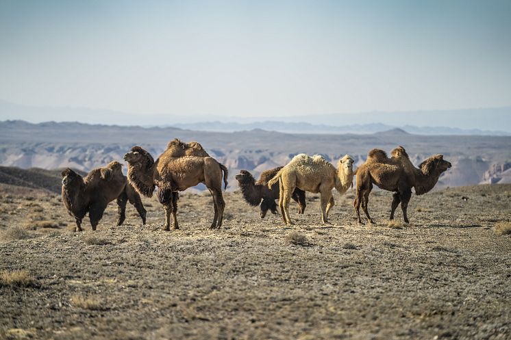Kazak camels