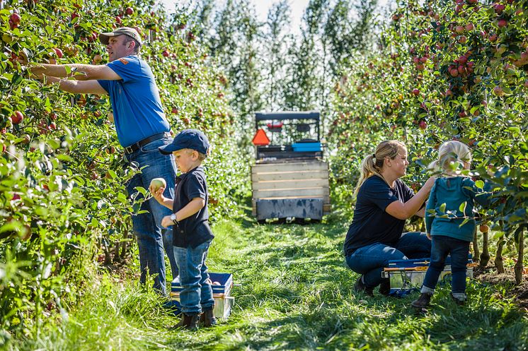 svensk kycklingbonde, bondefamilj