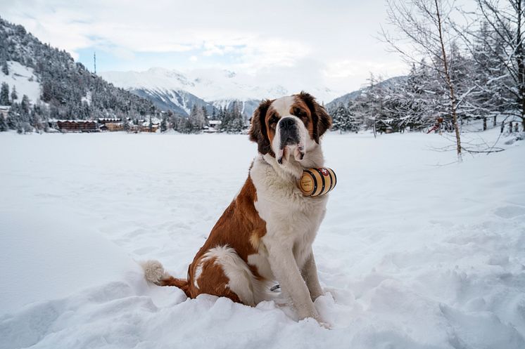 Champex-Lac-St-Bernard-dogs