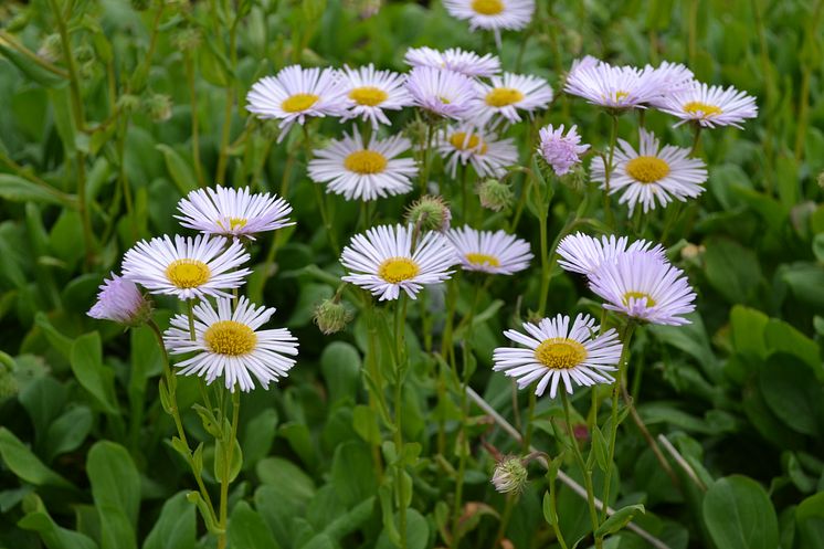 Strandbinka, Erigeron glaucus ’Fru Frida Lindström’ Svensk kulturarv