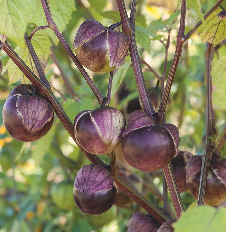 5. Tomatillo 'Purple' Blomsterlandet