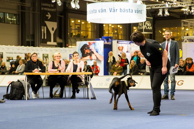 The Next Lassie på MyDOG 2014