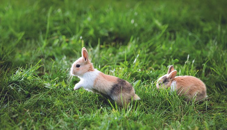 Kaninchen benötigen viel Platz zum Toben und Spielen.