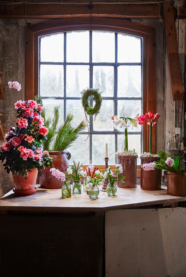 Julstämning med azalea, hyacint och amaryllis