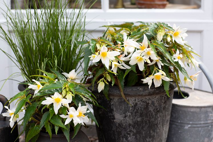 Begonia boliviensis Summerwings Boliviabegonia Foto @annikasnaturligating