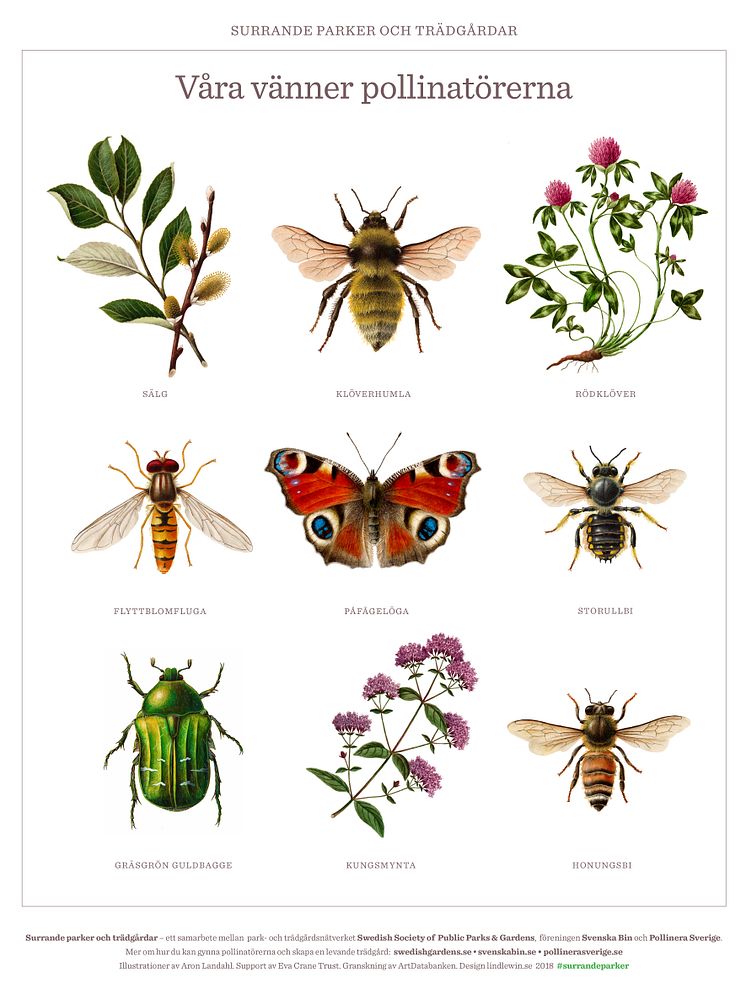 affisch Vara vanner pollinatorerna