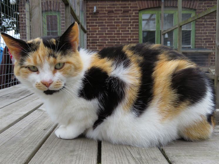 Katten Polly från katthemmet Tassebo i Helsingborg