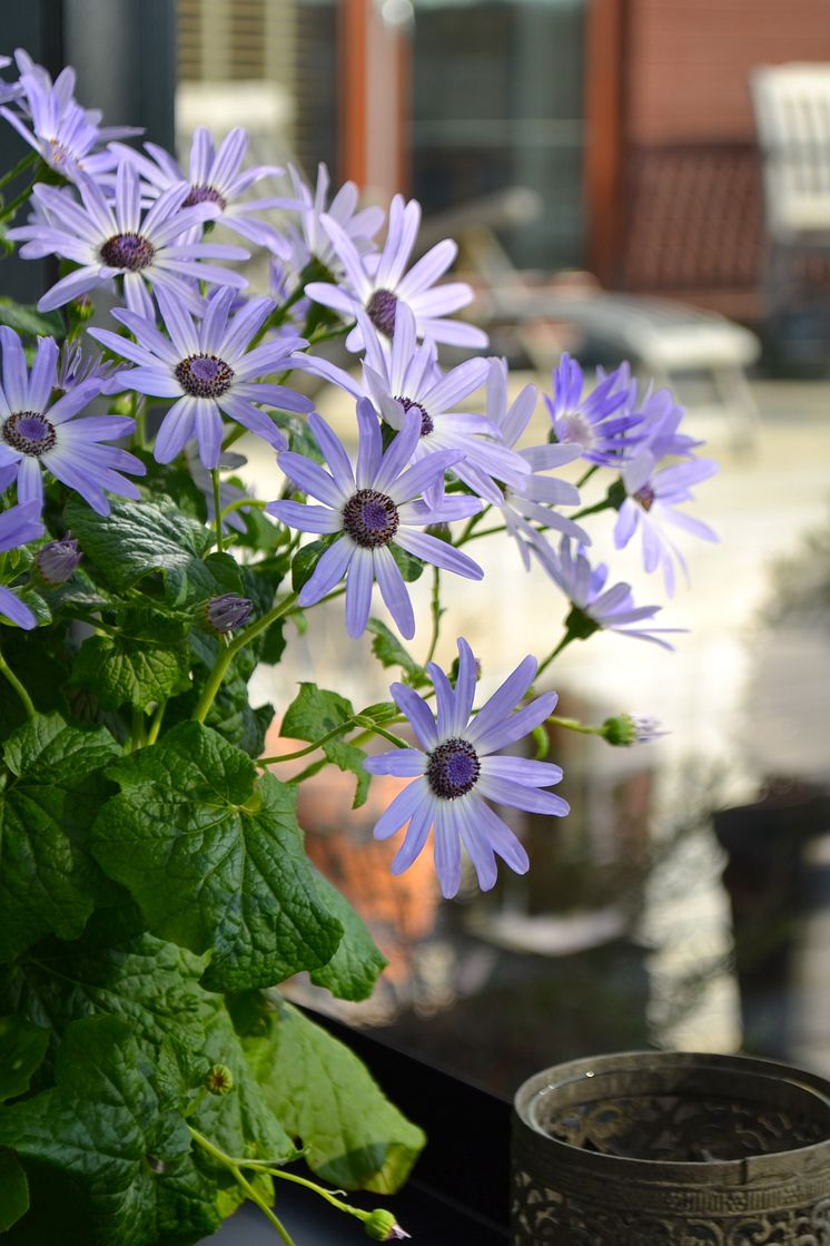 Cineraria på terassen