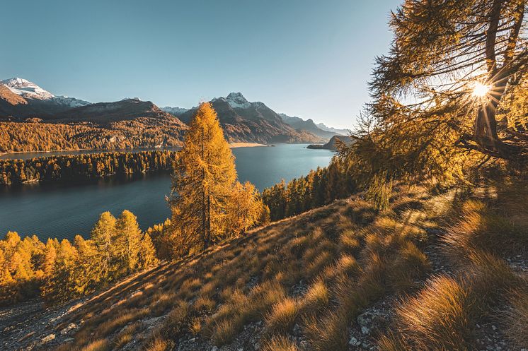 Goldiger Herbst über dem Silsersee mit seine Lärchenwaeldern 