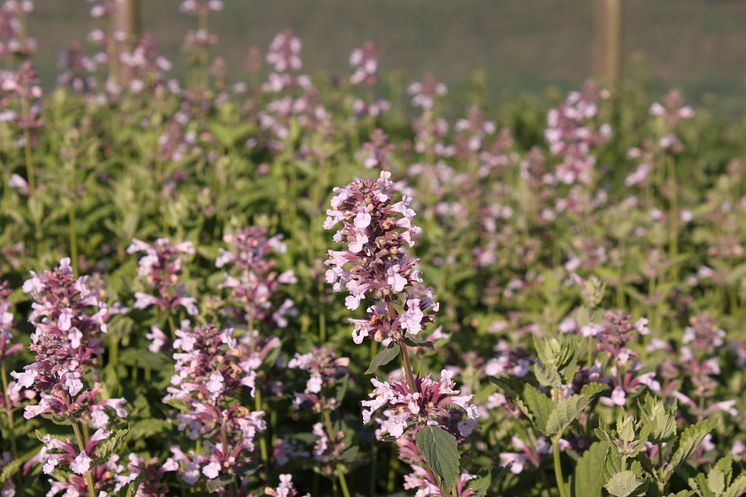 Blånepeta, Nepeta grandiflora 'Dawn to Dusk'. Vårnyhet 2014, Blomsterlandet