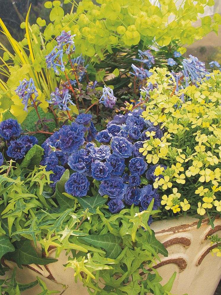Primula Belarina i Vårflirt
