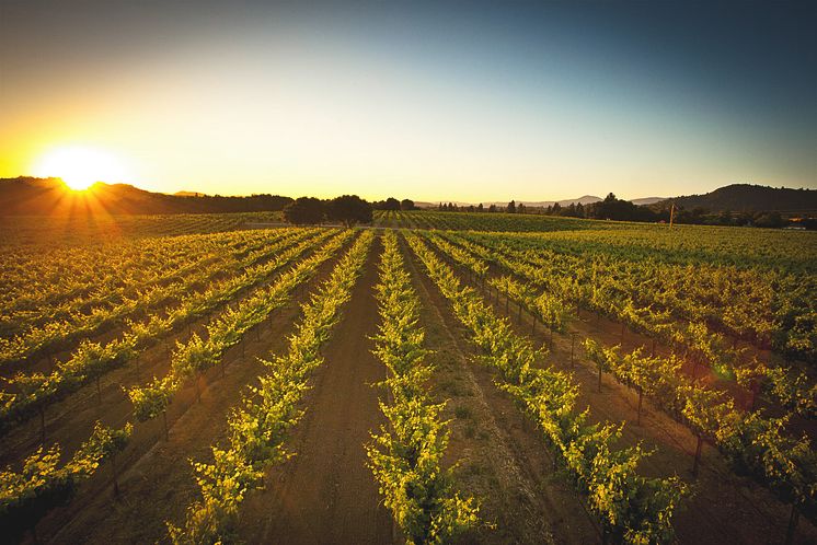 Foppiano Vineyards i solnedgång.