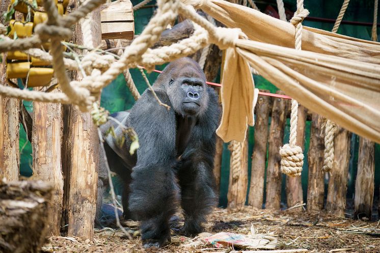 Kiburi in Gorilla Kingdom at ZSL London Zoo (c) ZSL DHL (1)