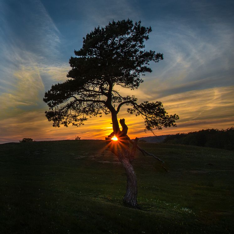 Tävlingen Sveriges bästa trädbild